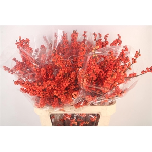 Ilex Verticilata Oudijk's Orange