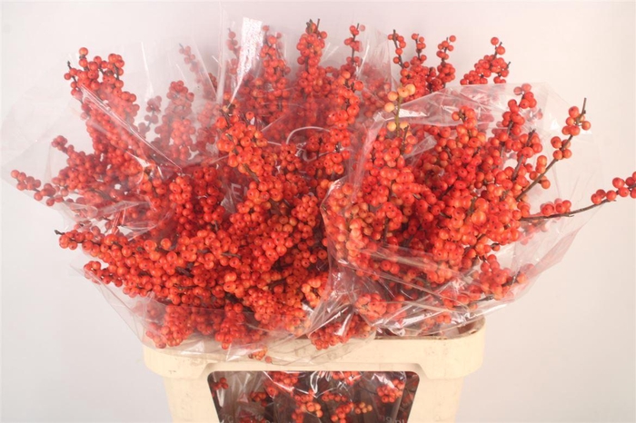 <h4>Ilex Verticilata Oudijk's Orange</h4>