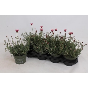 RHODAN H ZAGORA PINK