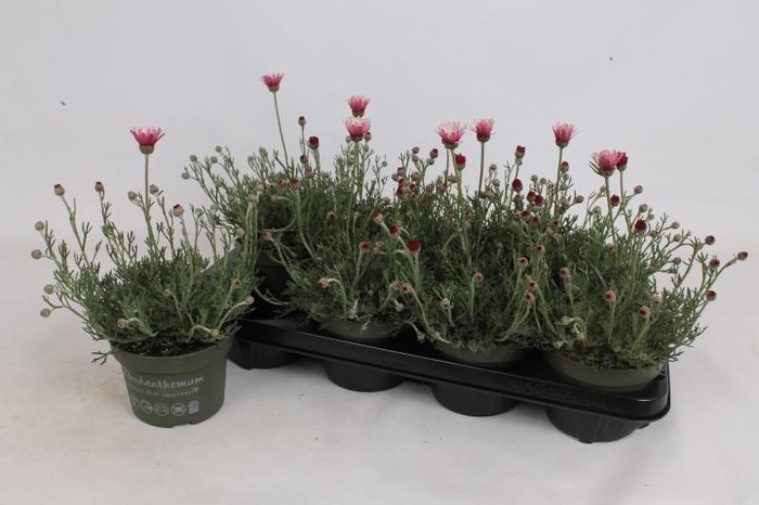 <h4>RHODAN H ZAGORA PINK</h4>