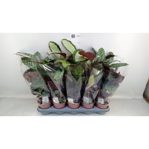 Calathea   ...mix 4