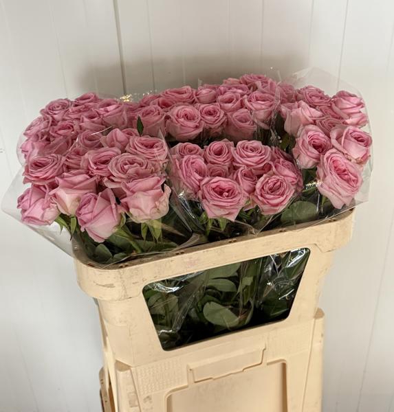 <h4>R Gr Zaina A2 Hulst</h4>