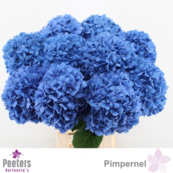 <h4>HYDR M CH PIMPERNEL</h4>