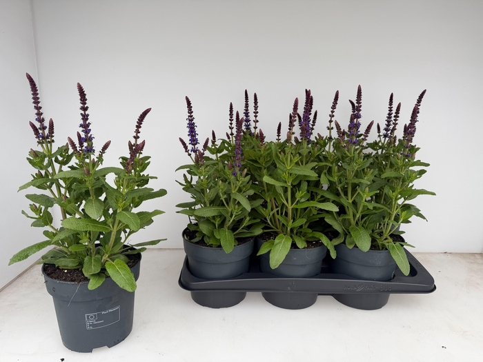 <h4>SALVIA NE SE DP BLUE</h4>