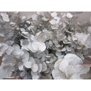 Euc Cinerea Wit