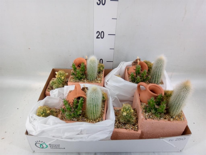 <h4>Arr.  Cactus L%</h4>