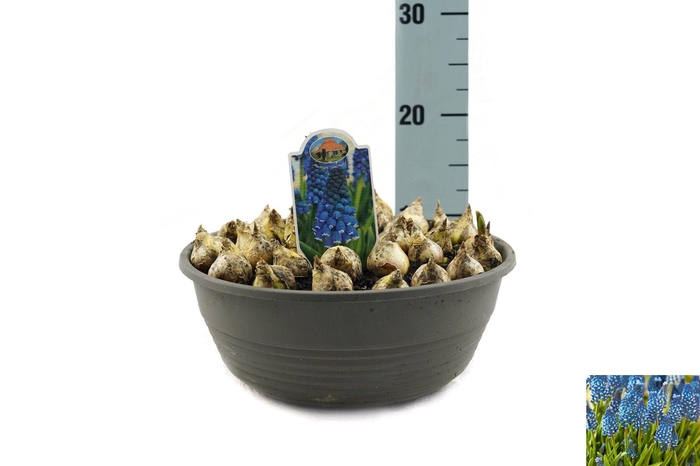 <h4>Muscari Soulmate</h4>