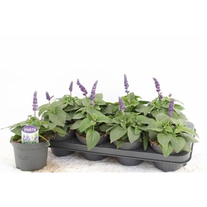 SALVIA MYSTY