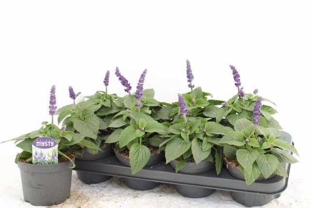 <h4>SALVIA MYSTY</h4>