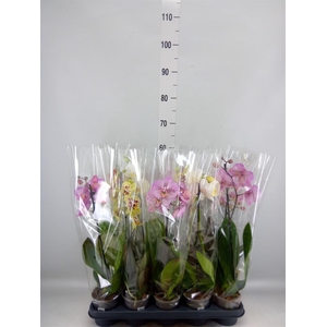 Phalaenopsis ...mix