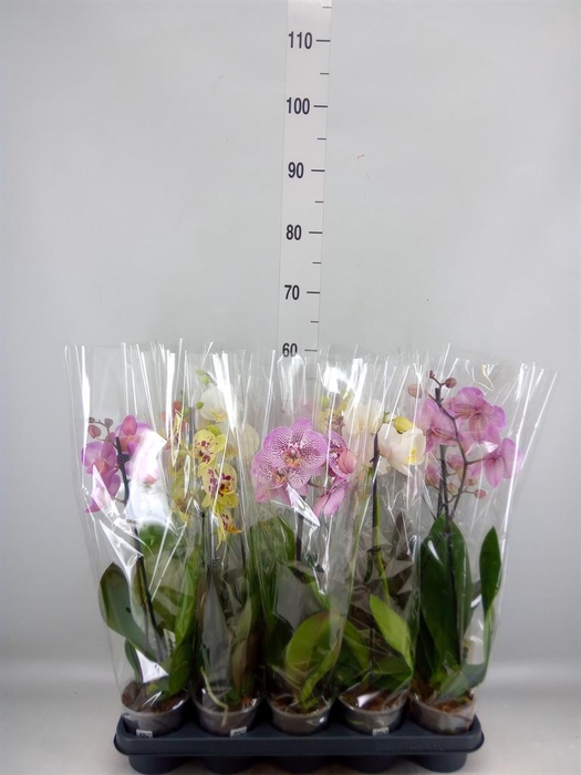 <h4>Phalaenopsis ...mix</h4>
