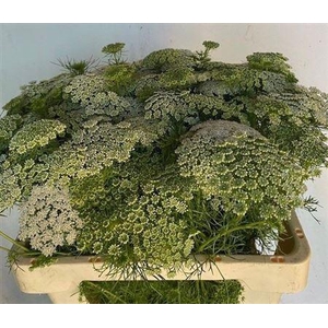 Ammi Visnaga