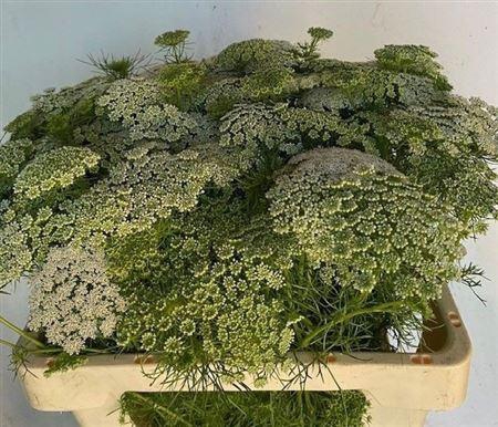 <h4>Ammi Visnaga</h4>
