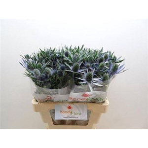 Eryngium Blue Lagoon