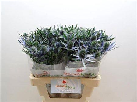 <h4>Eryngium Blue Lagoon</h4>