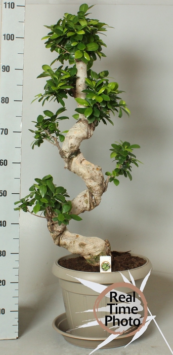 <h4>FIC MI GINSENG</h4>
