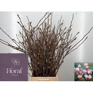 Magnolia Grandiflora