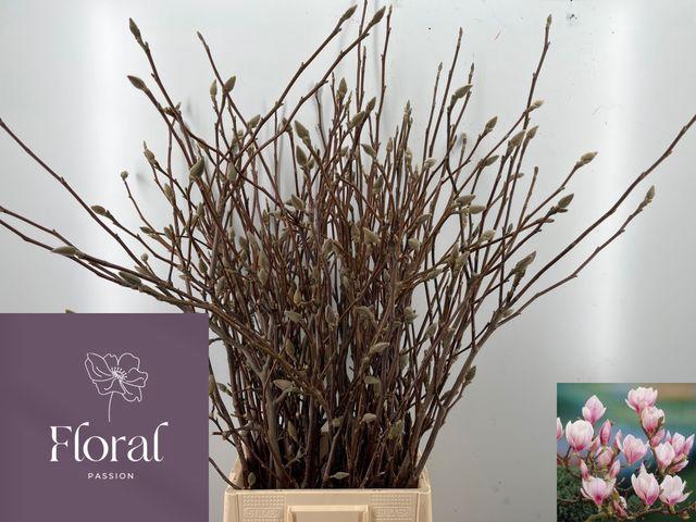 <h4>Magnolia Grandiflora</h4>