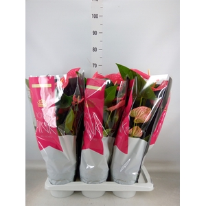 Anthurium andr. 'Maine'