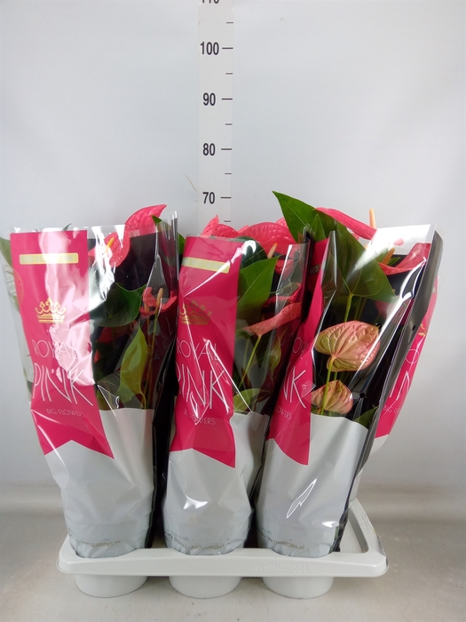 <h4>Anthurium andr. 'Maine'</h4>