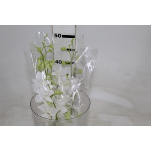 DENPHALAEN MACO MINIMO 30 FLORES