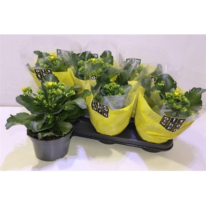 arr8 Kal En Prime Yellow