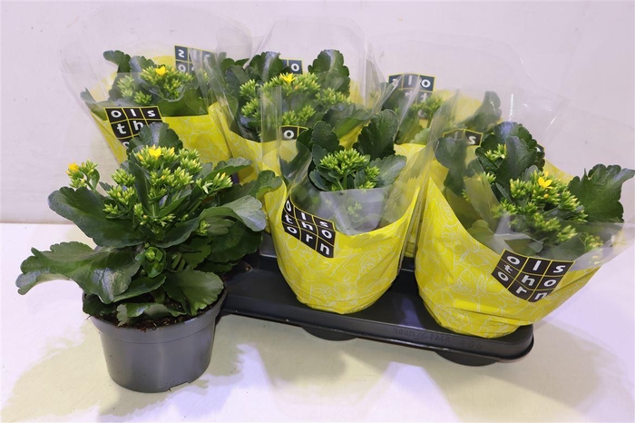 <h4>Kal En Prime Yellow</h4>