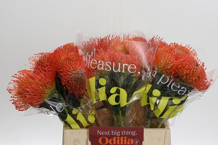 <h4>Nutans Succession</h4>