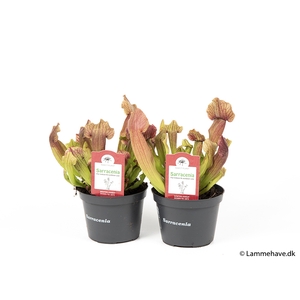 SARRACENIA PURPUREA P12 NR 159