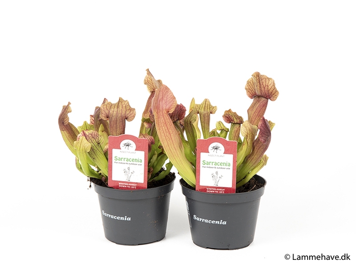 <h4>SARRACENIA PURPUREA P12 NR 159</h4>