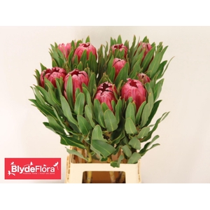 PROTEA  'BRENDA'