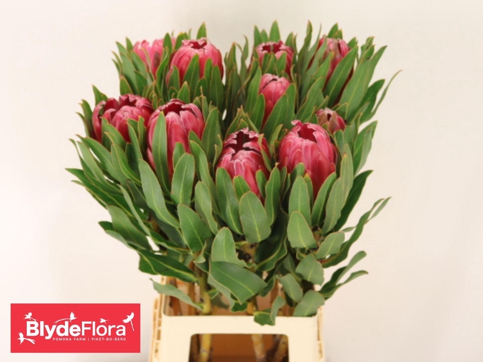 <h4>PROTEA  'BRENDA'</h4>