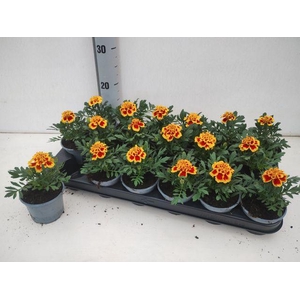 TAG LE MARVEL II YEL