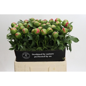 Paeonia Coral Sunset