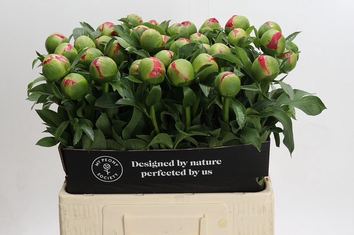 <h4>Paeonia Coral Sunset</h4>