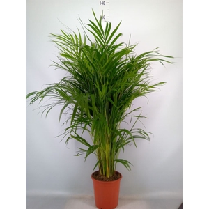 Dypsis lutescens   ...Chrysalidoca