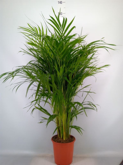 <h4>Dypsis lutescens   ...Chrysalidoca</h4>