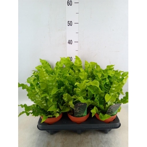 Asplenium nidus 'Crispy Wave'