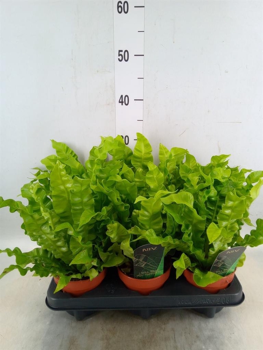 <h4>Asplenium nidus 'Crispy Wave'</h4>
