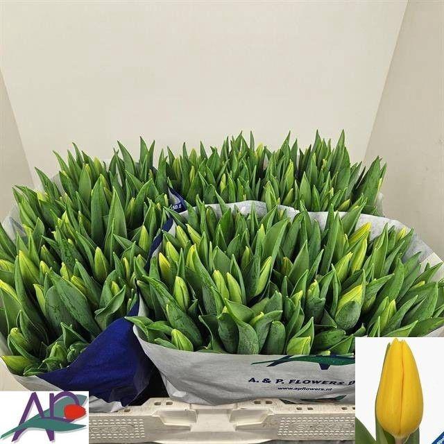 <h4>TU EN STRONG GOLD</h4>