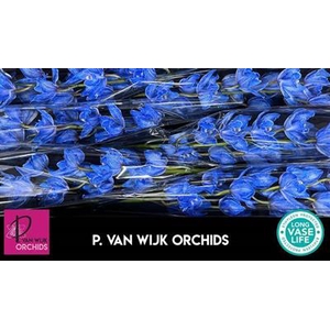 CYMB T BLW 80 BLAUW KLB P.DS