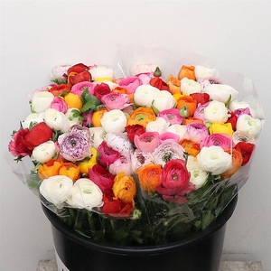 Ran El Mix In Bunch Extra