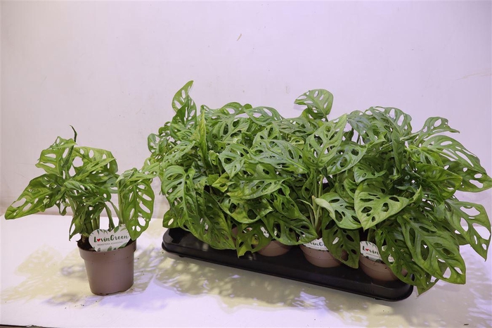 <h4>Monstera Adansonii</h4>