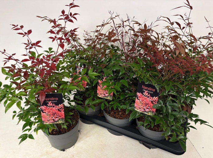 <h4>NAND OBSESSED</h4>