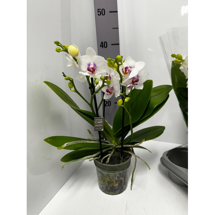 <h4>Phalaenopsis MF Boquetto Passione 12Ø 40cm 3st 30f</h4>