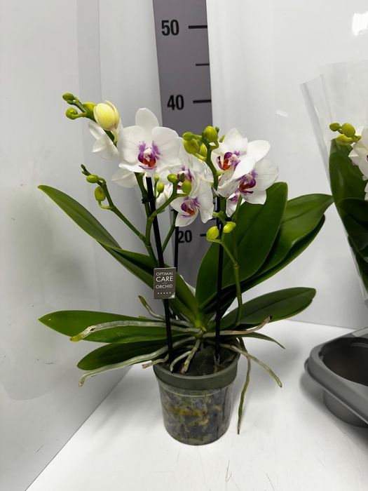 Phalaenopsis MF Boquetto Sensation 12Ø 35cm 3st 30