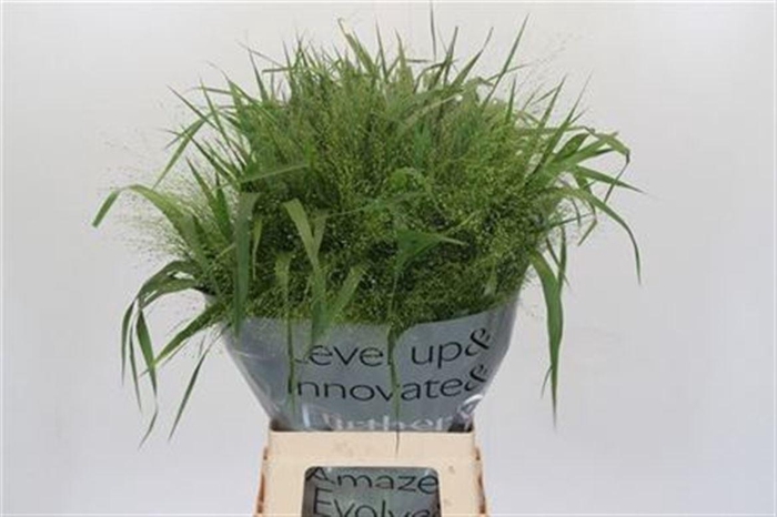 <h4>Panicum Fountain</h4>