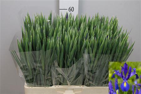 <h4>Iris Blue Magic</h4>
