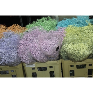 GYPSOPHILA TINGIDA 000