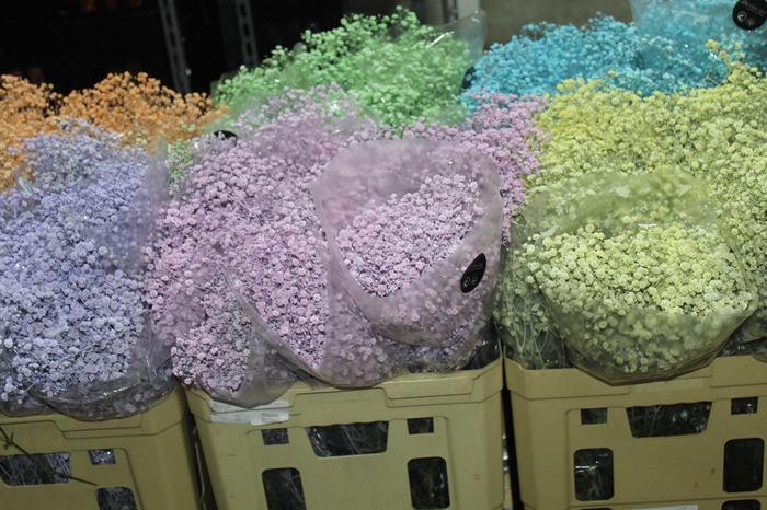 <h4>GYPSOPHILA TINGIDA 000</h4>